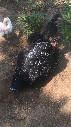 Domestic Chicken