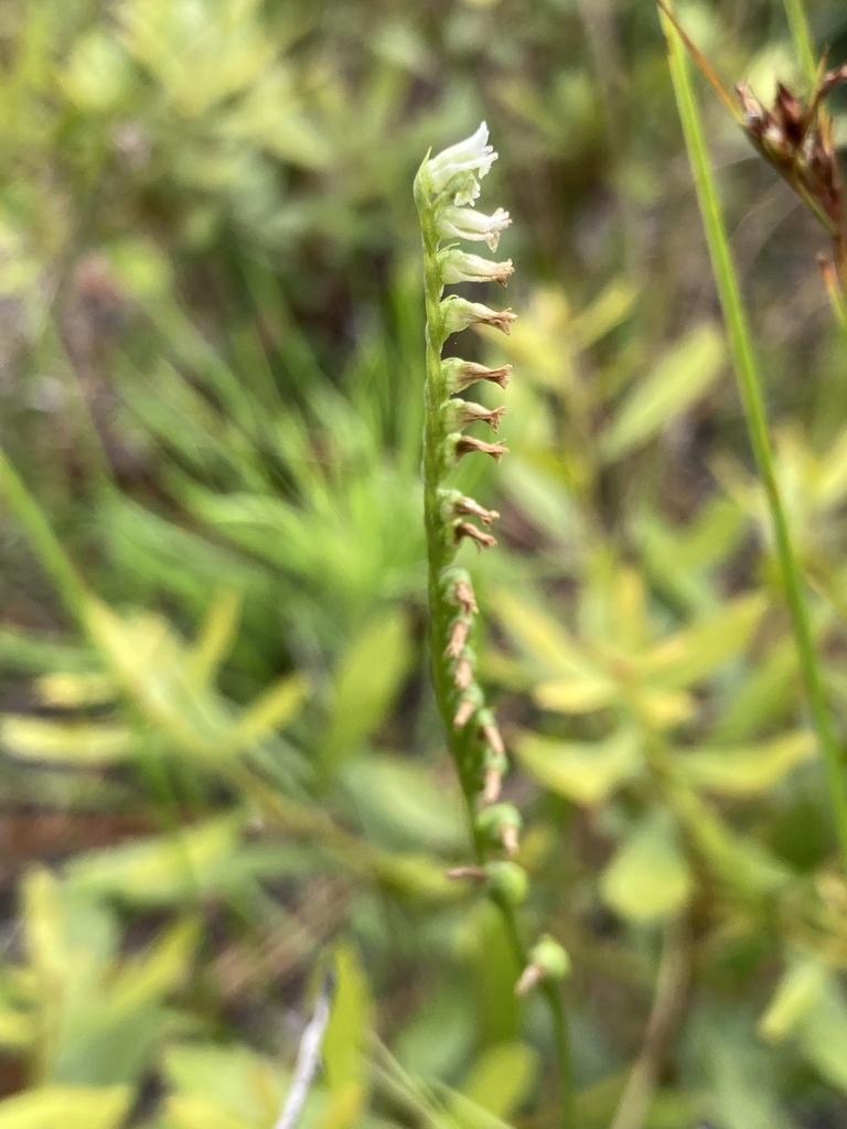 Spiranthes eatonii