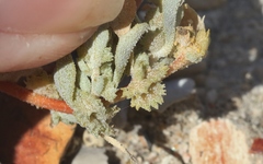 Atriplex serenana davidsonii