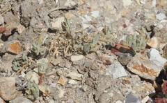 Atriplex serenana davidsonii