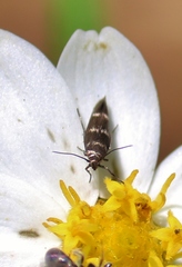 Scythris trivinctella