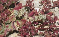 Atriplex serenana davidsonii
