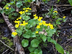 Caltha palustris palustris