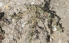 Atriplex serenana davidsonii