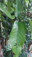 Syzygium malaccense