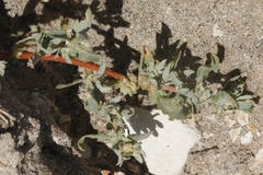 Atriplex serenana davidsonii