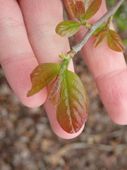 Viburnum cassinoides