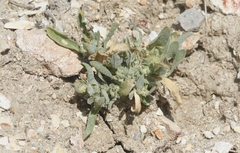 Atriplex serenana davidsonii