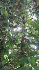 Syzygium malaccense