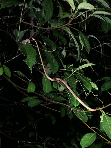 Yellow Blunt-headed Tree Snake
