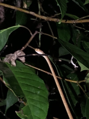 Yellow Blunt-headed Tree Snake