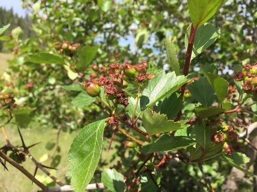Castlegar Hawthorn (Crataegus castlegarensis)