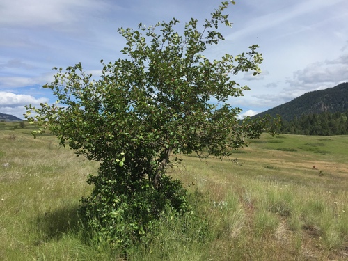 Image of Crataegus castlegarensis by no rights reserved