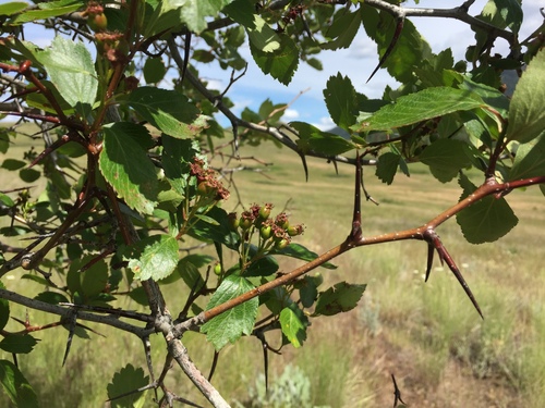 Image of Crataegus castlegarensis by no rights reserved
