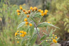 Verbesina oncophora