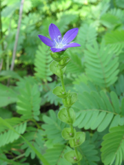 Triodanis perfoliata