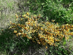 Cytisus scoparius andreanus