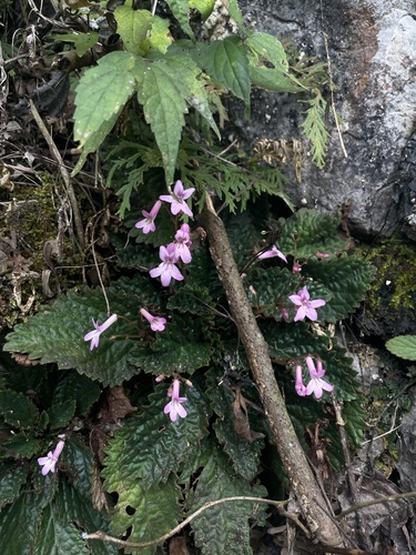 Oreocharis purpurata