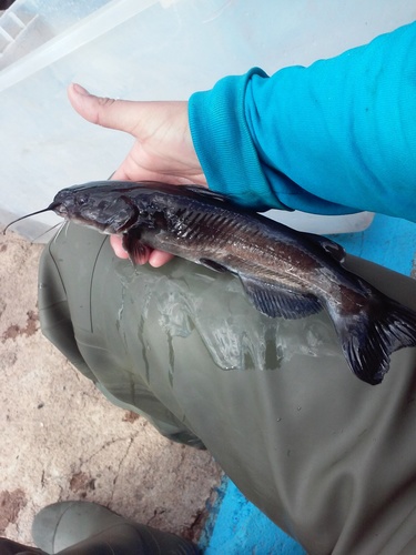 Lerma catfish (Ictalurus dugesii) — Ictaluridae — 5
