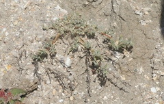 Atriplex serenana davidsonii