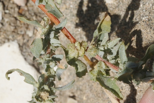 Atriplex serenana var. davidsonii