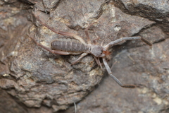 Ammotrechidae