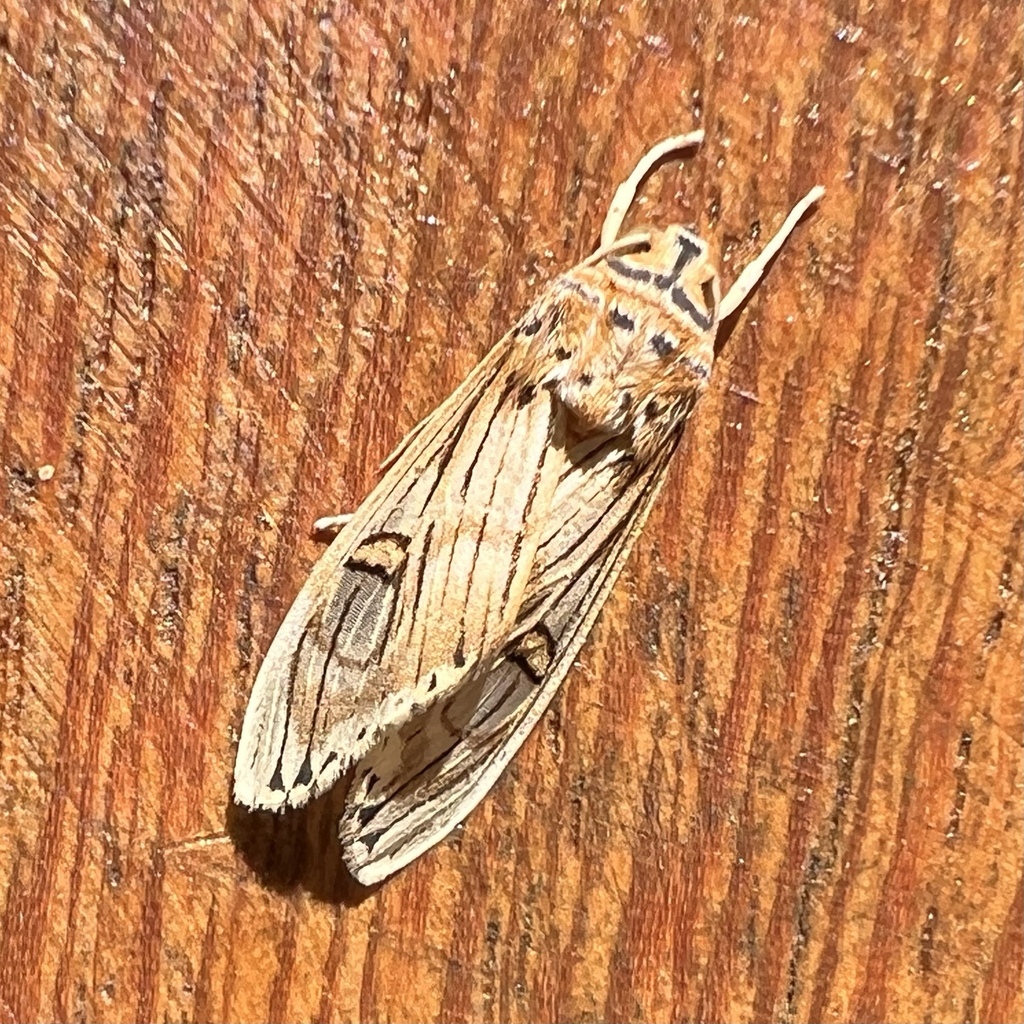 Symphlebia abdominalis