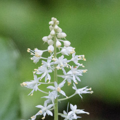 Tiarella stolonifera