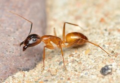 Camponotus festinatus