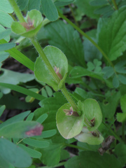 Triodanis perfoliata