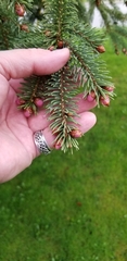 Picea