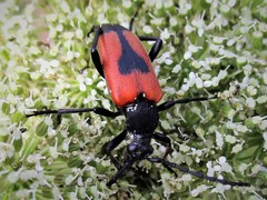 Stictoleptura cordigera