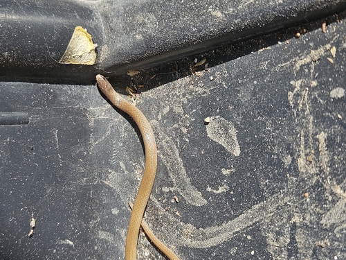 Yucatecan Dwarf Short-tail Snake