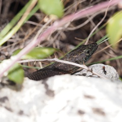 Algyroides nigropunctatus