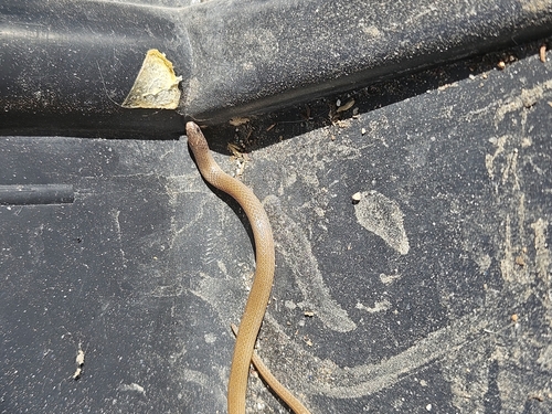 Yucatecan Dwarf Short-tail Snake