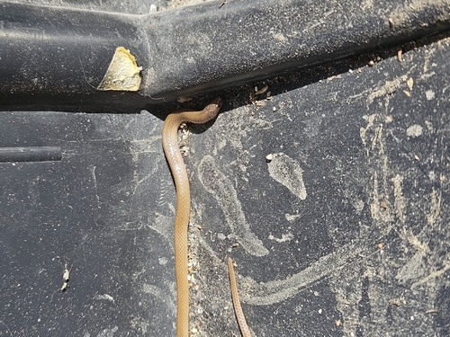 Yucatecan Dwarf Short-tail Snake