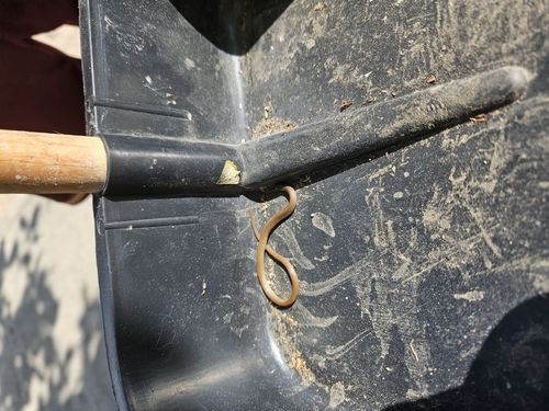 Yucatecan Dwarf Short-tail Snake