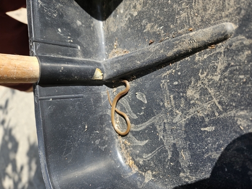 Yucatecan Dwarf Short-tail Snake