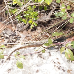 Algyroides nigropunctatus