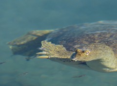 Apalone spinifera emoryi