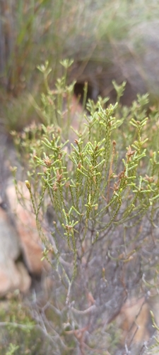 Wife Renosterbush (Dicerothamnus adpressus)