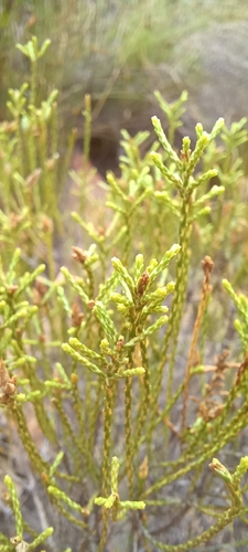 Image of Dicerothamnus adpressus by (c) Danie Palm, some rights reserved (CC BY)