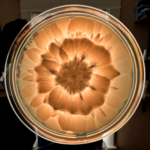 Representative image of Mortierellaceae