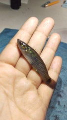 Pseudoxiphophorus bimaculatus