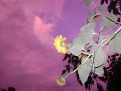 Tithonia tubaeformis