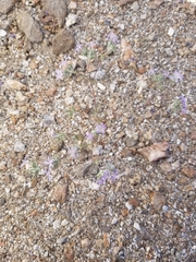 Eriastrum eremicum eremicum