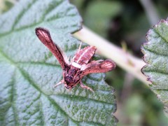 Microsphecia brosiformis