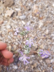 Eriastrum eremicum eremicum
