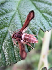 Microsphecia brosiformis