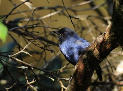 Sri Lanka Whistling-Thrush photo 2